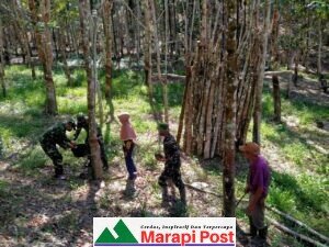 Satgas TMMD/N Timba Pengalaman Petani, Belajar Menyadap Karet