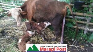 Kabupaten Agam Hentikan KB, Akhirnya Membludak, Begini Ceritanya