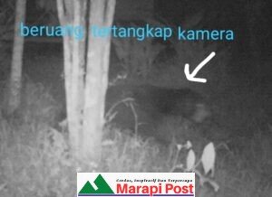 Mau Tau Hewan Misterius Ditakuti Warga Palembayan?, Silakan Ikuti Berita
