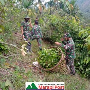 Satgas TMMD Bantu Petani Panen Daun Gambir di Nagari Talang Maur