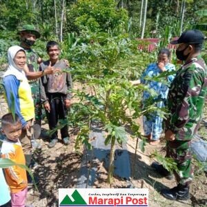 Anggota Satgas TMMD Kodim 0306/50 Kota Mengunjungi Kebun Pepaya Warga