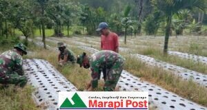 Dipenghujung Masa Tugas, TMMD ke-111 Kunjungi Petani Pembibitan Jagung