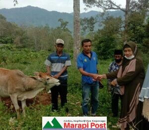 Persatuan Suku Sikumbang Pauhduo Nan Batigo, Sembelih Sapi Qurban
