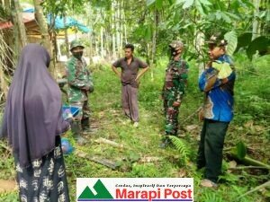 Satgas TMMD Konsos Kunjungi ke Kebun Untuk Melihat Usaha Kebun