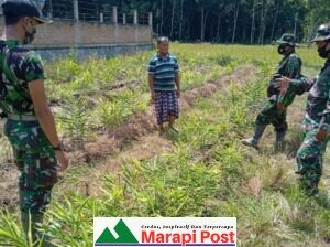 Mengisi Waktu Senggang, Satgas TMMD/N ke 111 Kunjungi Kebun Jahe