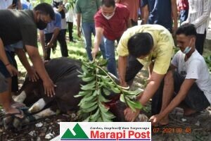 Keluarga Bersar Polres Agam Sembelih 5 Ekor Hewan Qurban