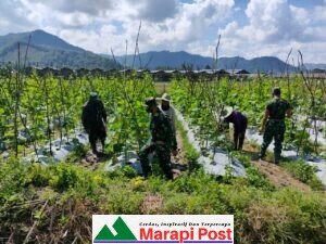TMMD Kodim 0306/50 Kota Bantu Warga Tanam Antimun Talang Maur
