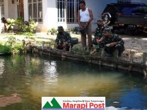 Satgas TMMD ke 111 Kodim 0306/50 Kota Tinjau Usaha Pembibitan Ikan