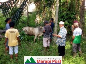 Di Monggong; Surau Balerong, Masjid Nurul Falah, Surau Kubang, Hotel Sakura Sembelih 10 Hewan Qurban
