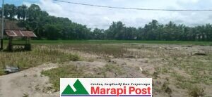 Lubuk Jua Dilanda Banjir Bandang, Padi Sawah Terancam Gagal Panen