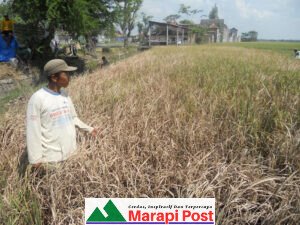 Gawat, Tidak Hanya Covid, WC Juga Mulai Menyerang Padi Sawah Agam