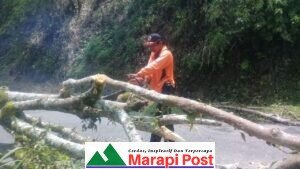Pohon Tumbang di IV Koto, Segera Dievakuasi BPBD dan Kecamatan
