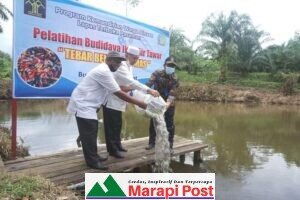 Bupati  Pasbar Tebar Benih Ikan Mas di Lapas Terbuka Pasaman 