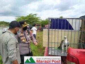 Kapolres Agam Lepas Kembali Hewan Dilindungi di Muaro Putuih