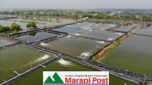 Tambak Udang di Pantai Tj. Mutiara Mulai Tumbuh, Butuh Pembinaan