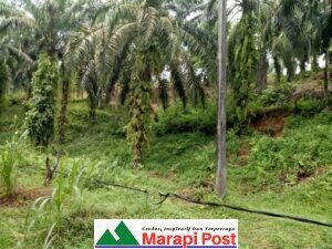 Kabel Listrik Terlepas Dari Gantungan Tiang di Jalan Raya Bk-Sitanang