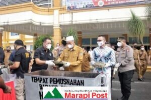 Pemkab, BNNK dan Polres Pasaman Barat Musnahkan 25 Kg BB Ganja