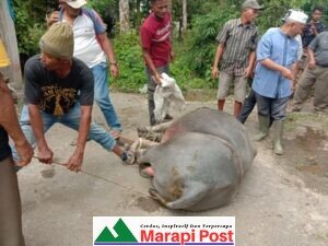 Turun Kesawah Serentak, Pauhduo, Solsel, Sembelih Kerbau Besar