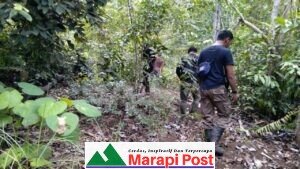 Babi Hutan Mati Mendadak, Diduga Terkena Virus Flu Babi Afrika