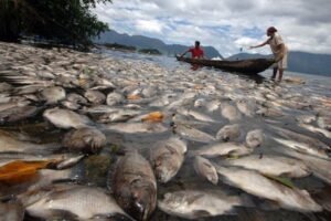 Ikan Mati Massal di Danau Maninjau, Kerugian Sekitar Rp3 milyar lebih