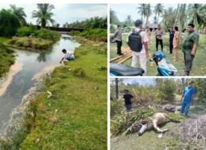 Pemeriksaan Kerbau Mati di Tj. Mutiara Tak Dapat Dilanjutkan
