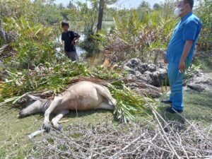 Ternak Kerbau Mati di Jorong Banda Gadang, Terminum Air Limbah Tambak?