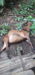 Warga Anak Aia Kasiang Resah, Ternak Mati, Diduga Termakan Racun Tikus PT AMP