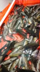 Pasca Gempa, Ribuan ‘Ikan Larangan’ Lubuk Landur Mati Mendadak