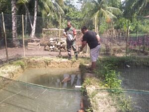 Babinsa Koramil 03/Sioban Motivasi Usaha Budidaya Kolam Ikan Nila