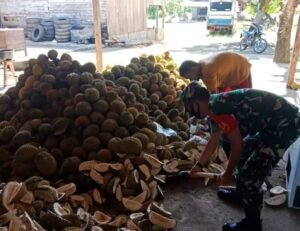 Durian Banjir di Sikakap, Dibimbing Babinsa, Pengrajin Bikin Dodol Durian