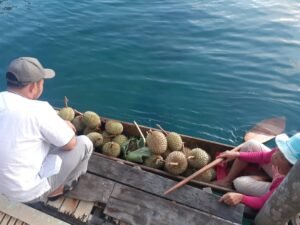 Buah Durian Membanjiri Sikakap, Pedagang Pengumpul Saling Pacu