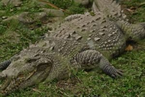 Buaya Batang Masang Mengganas, Butuh Kebijakan Pemerintah