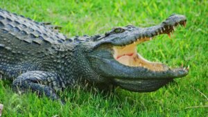 Buaya Naik ke Darat Belakang SDN 12 Batang Tiku Pasia Pane Tiku Selatan