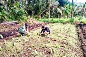 Babinsa Sioban Serda Efendi Dampingi Petani Sawi Sipora Selatan