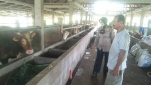 Khawatir Virus PMK Mewabah, Kapolres Agam Turunkan Personil Kelapangan