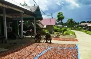 Produksi Pinang Melimpah di Sikakap, Petani Panen Muda, Kualitas Rendah