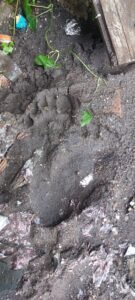 Cahaya Foto Studio Tiku Kemalingan, Kerugian Sekitar Rp3,2 juta