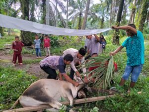 Hebat Nagari Kinali, Hari Raya Qurban 1443 H Sembelih 436 Sapi, 62 ekor Kambing