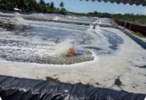 PT PLN Menolak Bertanggung Jawab atas Kecelakaan Pekerja Tambak Udang Pasia Paneh