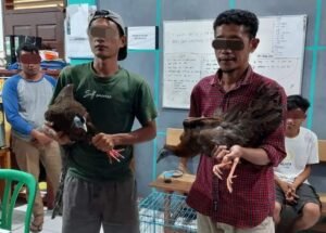 Tim Gabungan BKSDA dan Satreskrim Polres Pasaman Tangkap Perdagangan Satwa Dilindungi