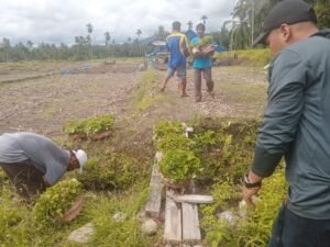 UMKM Tanah Datar Belajar Budidaya Nilam Ke Pasaman Barat