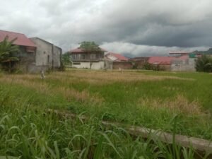 Gagal Panen Padi Sawah di Solsel, Harga Beras Naik Drastis Jadi Rp26 ribu/gantang