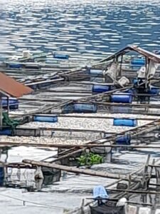 Tuba Belerang Kembali Beraksi di Danau Maninjau, Puluhan Ton Ikan Mati