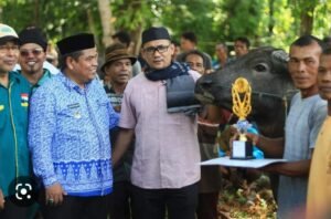 Tradisi Menarik, Kontes Ternak ‘Kabau Gadang’ Diresmikan Bupati Pd. Priaman