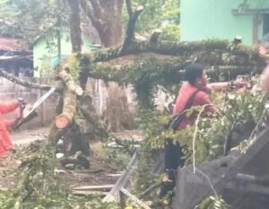 Hujan dan Angin Kencang, Sejumlah Pohon Tumbang di Kota Bukittinggi