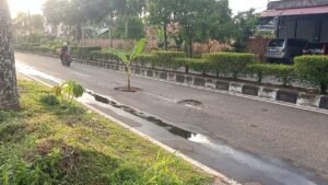 Warga Tanam Pisang Dijalan Raya Depan SAMSAT Lubuk Basung