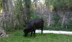 Idul Adha 1444 H/2023, Masjid Baitul Makwa Sembelih 9 Ekor Sapi