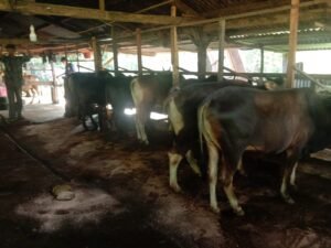 Jamaah Madsjid Makwa Makin Hebat, Tahun ini 10 ekor Sapi Qurban