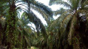 Persyaratan Perpanjangan HGU Belum Terpenuhi, PT. Kamu Akan Hengkang?