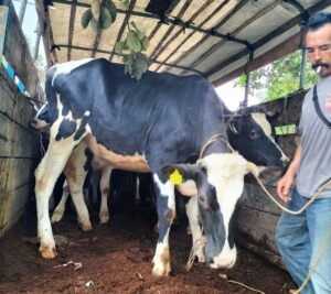 Kelompok Milenial Lasi, Kec. Candung, Terima Bantuan Ternak Sapi Bunting